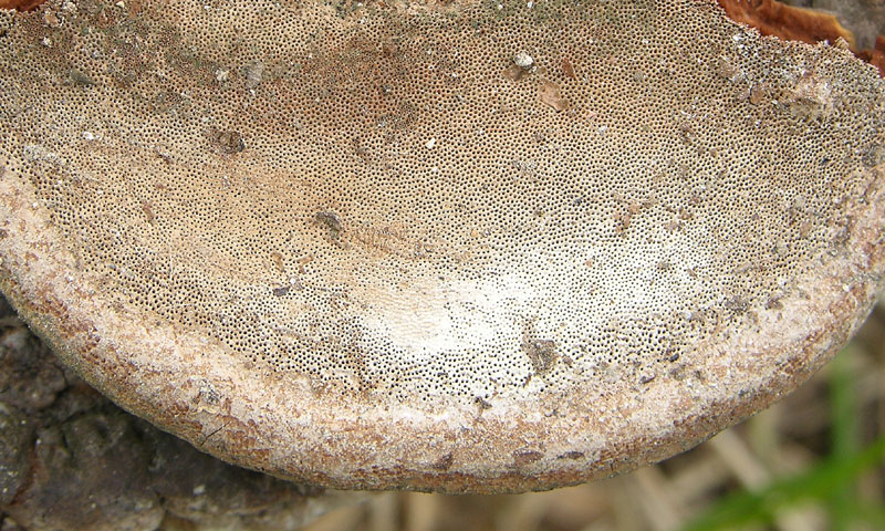 Ganoderma adspersum? (Ganoderma adspersum)